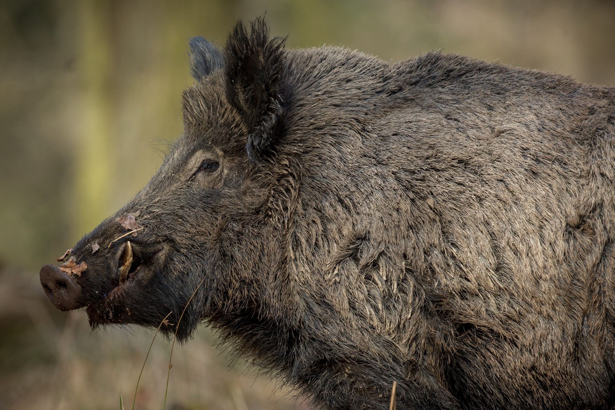 cinghiale